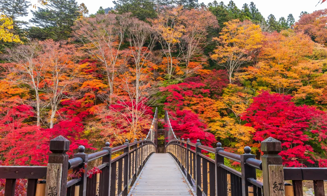 紅の吊橋